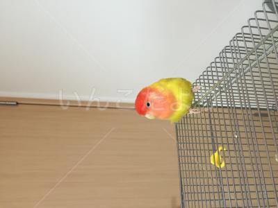 保護鳥の写真