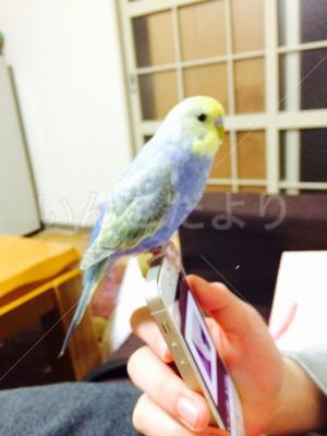迷い鳥の写真