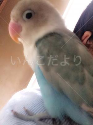 迷い鳥の写真