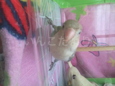 保護鳥の写真
