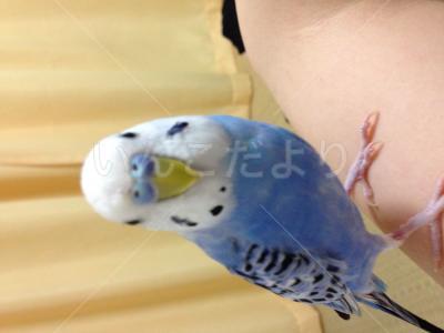 迷い鳥の写真
