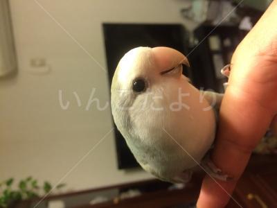 迷い鳥の写真