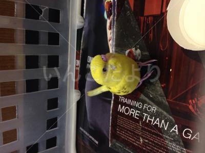 保護鳥の写真