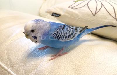保護鳥の写真