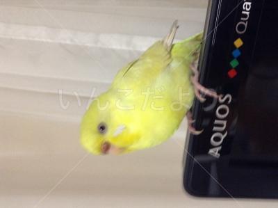 保護鳥の写真