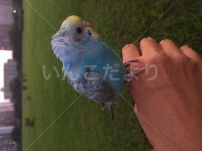 保護鳥の写真