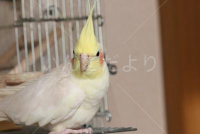 迷い鳥の写真