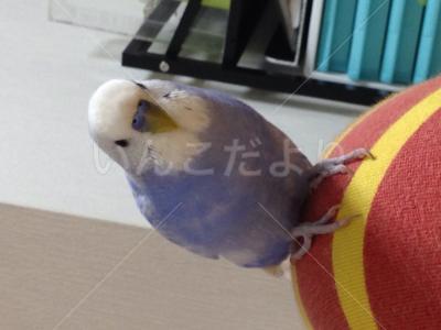 迷い鳥の写真