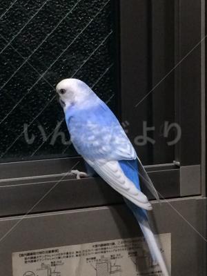 保護鳥の写真