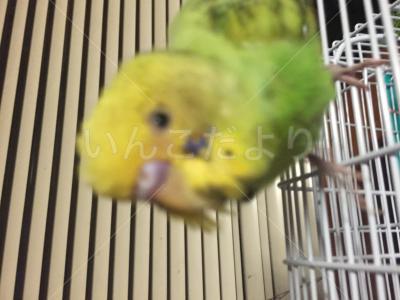 保護鳥の写真