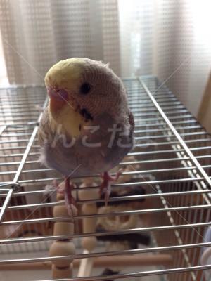 迷い鳥の写真