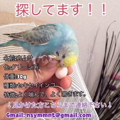 迷い鳥の写真
