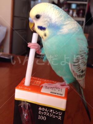 迷い鳥の写真