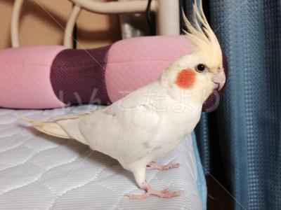 保護鳥の写真