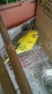 保護鳥の写真