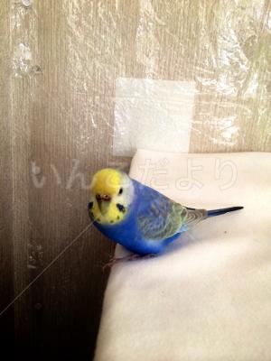 迷い鳥の写真