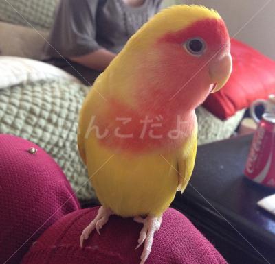迷い鳥の写真