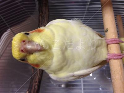 迷い鳥の写真
