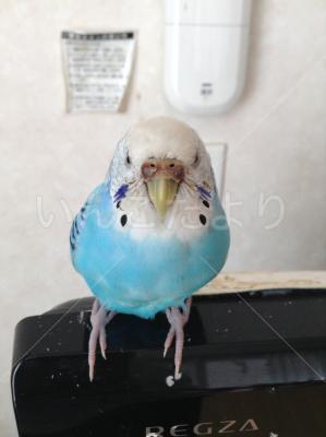 迷い鳥の写真