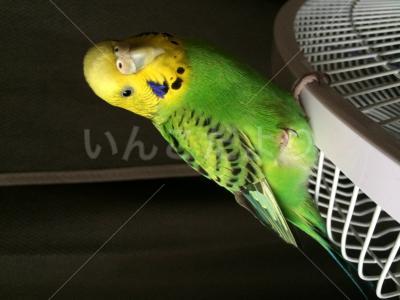 保護鳥の写真