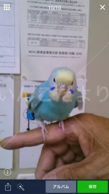 保護鳥の写真