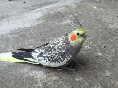 保護鳥の写真