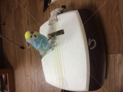 迷い鳥の写真