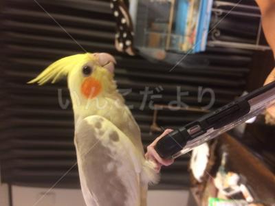 迷い鳥の写真