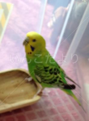 保護鳥の写真