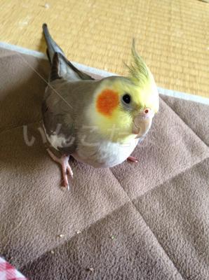 迷い鳥の写真
