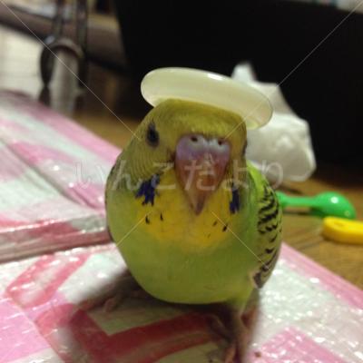 迷い鳥の写真