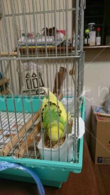 保護鳥の写真