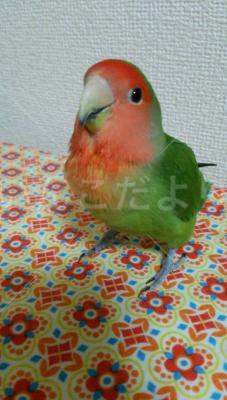 迷い鳥の写真