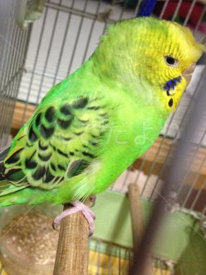 保護鳥の写真