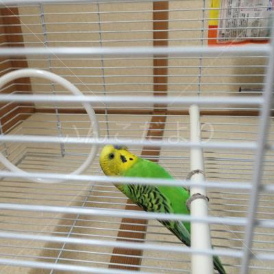 保護鳥の写真