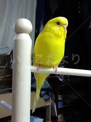 迷い鳥の写真