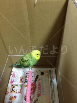 保護鳥の写真