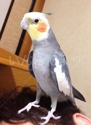 迷い鳥の写真