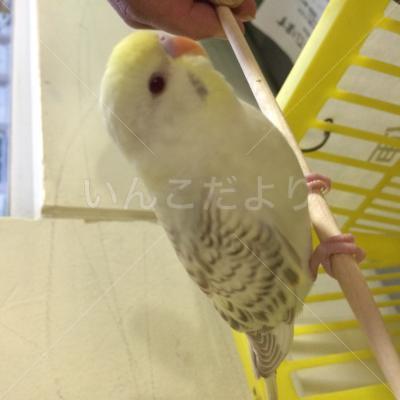 保護鳥の写真