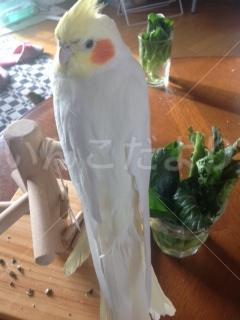 保護鳥の写真