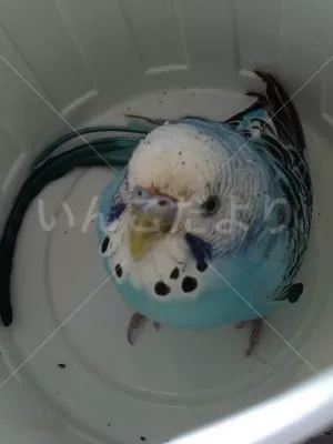 保護鳥の写真
