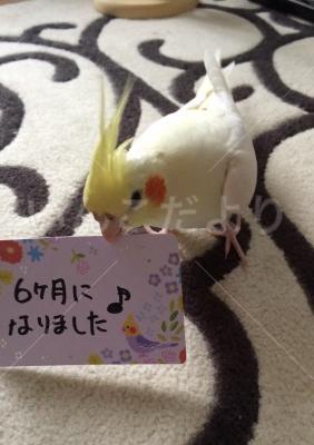 迷い鳥の写真