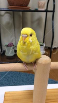迷い鳥の写真
