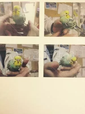 保護鳥の写真