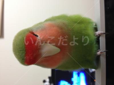 迷い鳥の写真