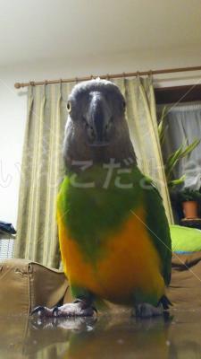 迷い鳥の写真