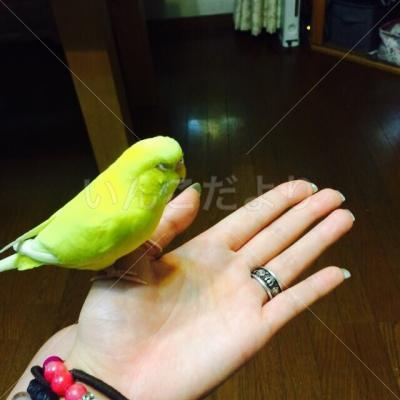 迷い鳥の写真