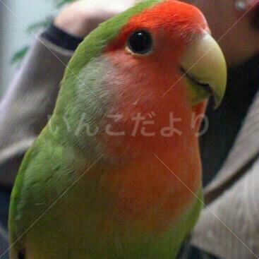 迷い鳥の写真