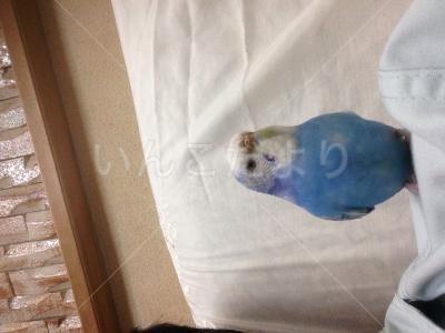 保護鳥の写真