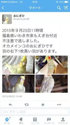 迷い鳥の写真